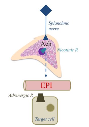 Physiology Of Adrenal Medulla Flashcards Quizlet