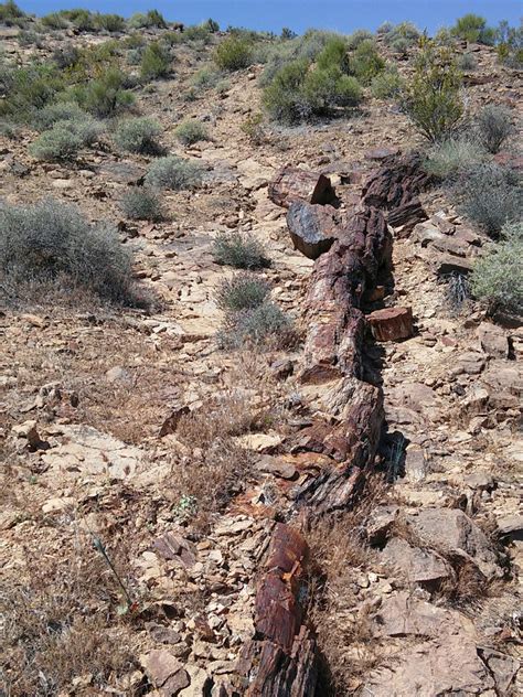 Long petrified log: Valley of Fire State Park, Nevada