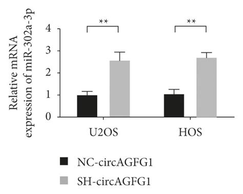 The Expression Of Circagfg Lats And Mir A P In Osteosarcoma