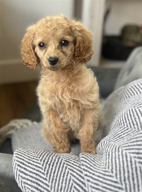 Princess Teacup Cavapoo Girl 7 15 Lb Cavapoo Puppies For Sale