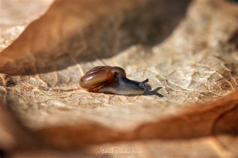 zonitoides arboreus gabriel paladino ibanez collections science