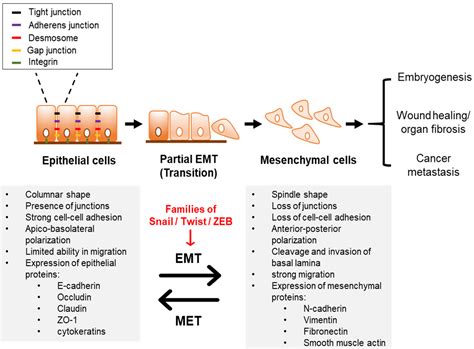 Ijms Free Full Text The Post Translational Regulation Of Epithelial Mesenchymal Transition