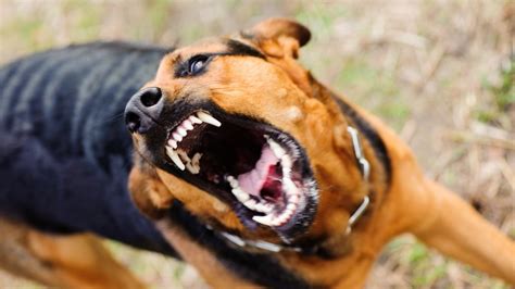 What Dog Owners Do to Make Their Pets Aggressive | Wendywood Veterinary ...