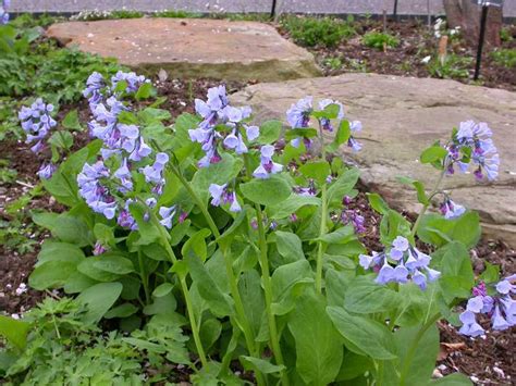 Buy Virginia Bluebells | Virginia Bluebells For Sale Online