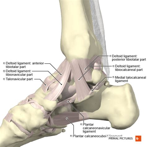 Foot And Ankle Structure And Function Physiopedia