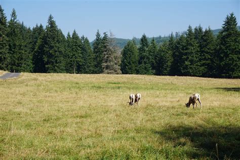 Visiting Northwest Trek Wildlife Park — Pacific North Wanderers