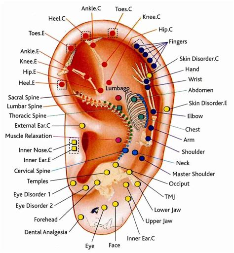 Ear Piercing Types Chart