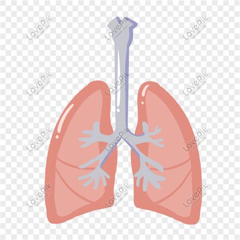 Gambar Organ Hati Manusia Ilmu