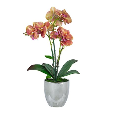 Primrue Orchid Arrangement In Pot Wayfair