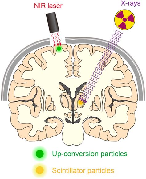 Frontiers Remote Optogenetics Using Up Down Conversion Phosphors