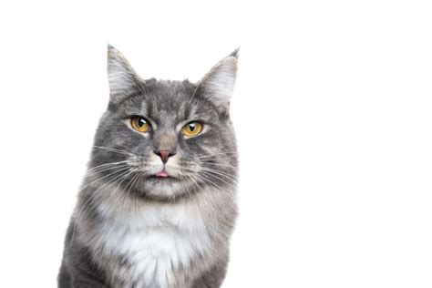 Cat Sticking Their Tongue Out Heres Why Thecatsite