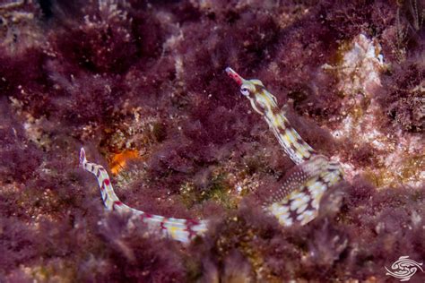 Network Pipefish Facts And Photographs Seaunseen