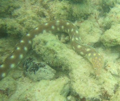 sharptail eel mexico fish birds crabs marine life shells