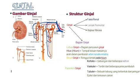 Gambar Nefron Ginjal Dan Bagian-Bagiannya : Struktur Nefron Dan Bagian ...