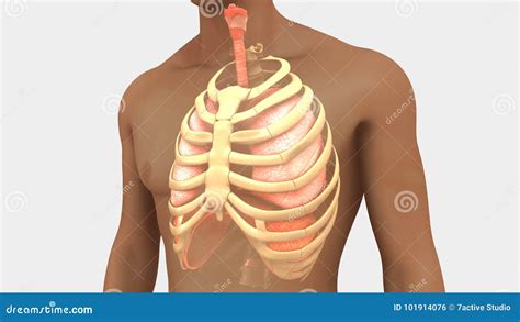 Lungs and Rib Cage stock illustration. Illustration of thoracic - 101914076