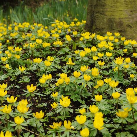 Eranthis Cilicica Winter Aconite Sales Online Metaltecnica Pe