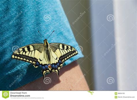 Machaon De Papilio Borboleta Do Swallowtail Do Velho Mundo Imagem De