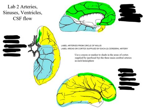 Hsc Lab Arteries Sinuses Ventricles Csf Flow Flashcards