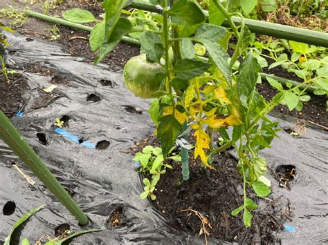 低温長雨日照不足ヤバい マーチンの変野菜