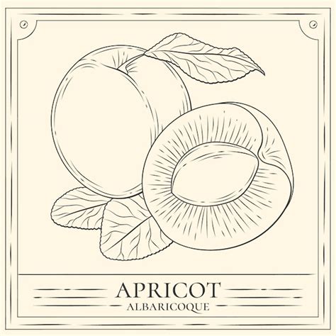 Premium Vector Hand Drawn Apricot Illustration