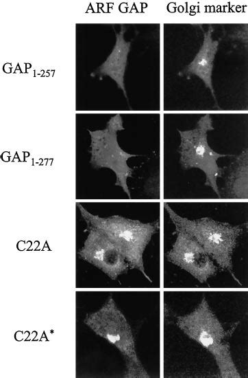 Localization Of Gap Mutants Cos7 Cells Were Transfected With Gap