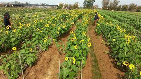 Go Waist Deep Into the Largest Sunflower Farm in Northern Taiwan ...