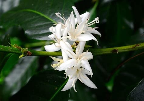 Growing Coffee Plant Indoors - Coffea arabica