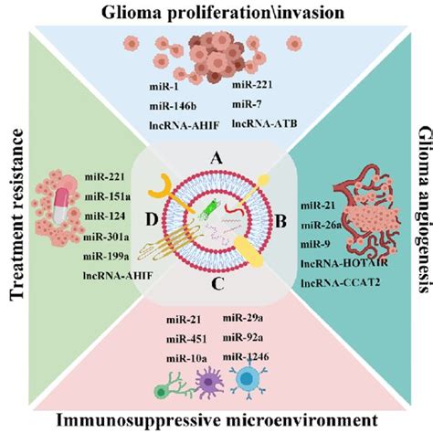 The Biomarker Potential Of Exosomal Ncrnas In Glioma Ncrna Canditates Download Scientific