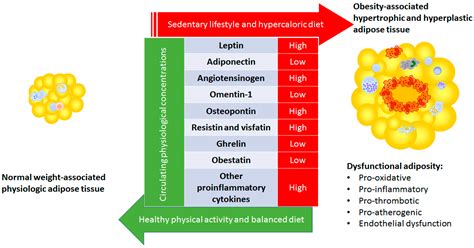 Nutrients Free Full Text Relevance Of Leptin And Other Adipokines