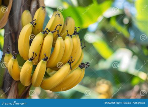 Banana Tree With Bunch Of Growing Ripe Yellow Bananas Plantation Rain