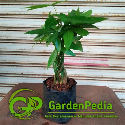 Jual Pohon Pachira Kepang Tanaman Hias Indoor Pacira Money Tree