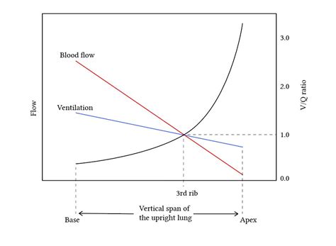 Effects of ventilation-perfusion mismatch on gas exchange | Deranged ...