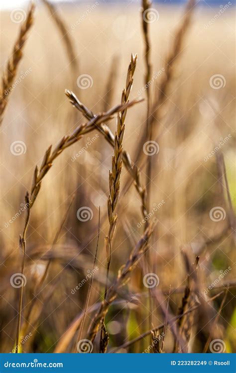 Wheat Rye Barley And Oats Stock Image Image Of Food