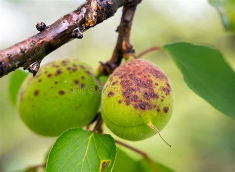 455 Apricot Disease Stock Photos Free And Royalty Free Stock Photos