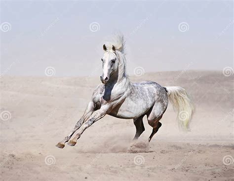 Arab Horse Running In Desert Stock Image Image Of Foal Motion 47441483