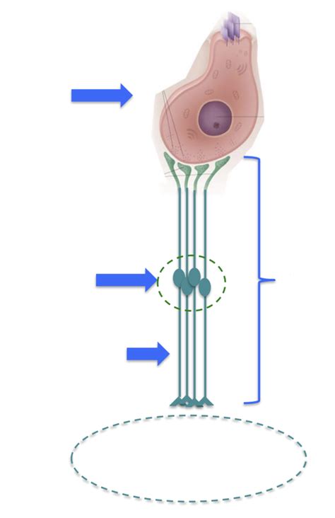 nervous pathway diagram quizlet