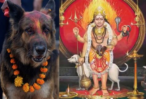 The Animals Commonly Worshipped By Hindus Of India And Nepal