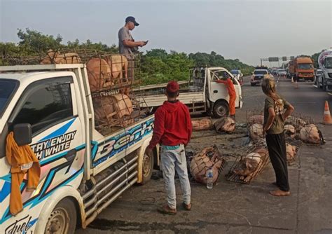 Sopir Mengantuk Truk Bermuatan Babi Kecelakaan Di Tol Jagorawi