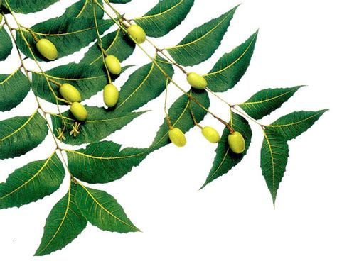 The Health Benefits of Neem Herb