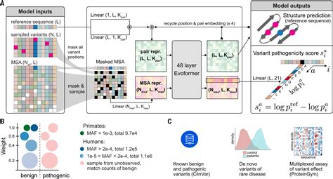 Accurate Proteome Wide Missense Variant Effect Prediction With