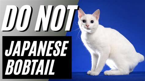 Reasons You Should Not Get A Japanese Bobtail Cat Youtube