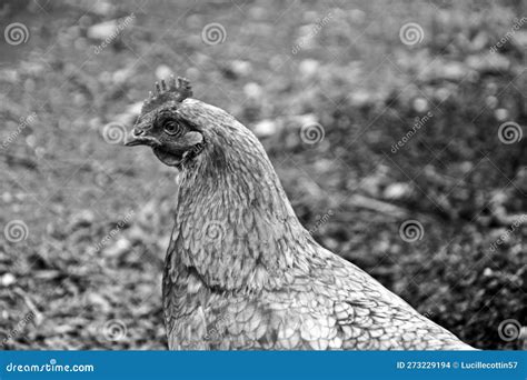 Group Of Hens Feeding From Wooden Trough On The Rural Farm Yard Flock