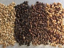 Breeding Multi Use Naked Barley For Organic Systems Webinar EOrganic