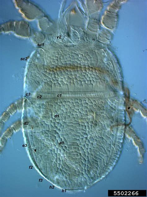 Flat Scarlet Mite Cenopalpus Pulcher