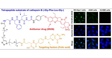 Folate Receptor Targeting And Cathepsin B Sensitive Drug Delivery