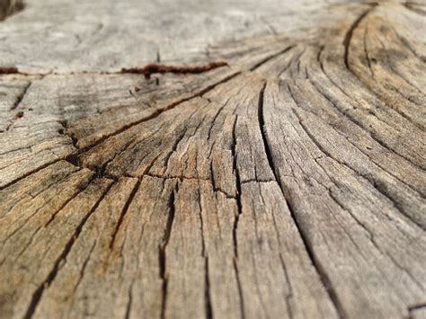 Fotos Gratis Naturaleza Rama Planta Textura Tabl N Hoja Piso