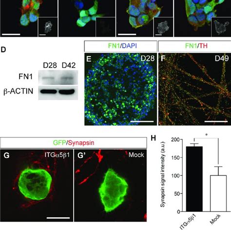 Co Culture Assay For Synaptic Formation Between Ipsc Derived Da Neurons