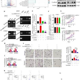 Lnc MRPL39 2 1 Promotes NPC Cell Proliferation And Invasion A