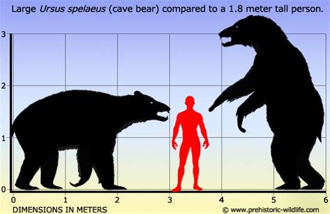 Ursus spelaeus (Cave Bear) | Cave bear, Prehistoric animals, Prehistoric wildlife