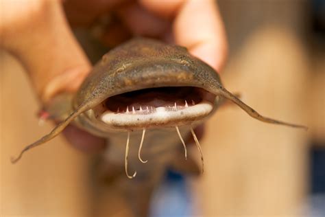 Goonch Catfish Teeth